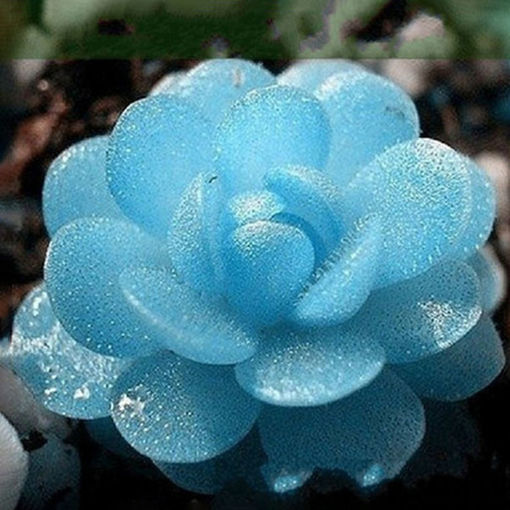 Picture of Egrow 100 PCS Blue Lithops Perennial Pseudotruncatella Seeds Kyanite Succulent Garden Plants Seed