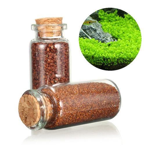 Immagine di Plant Seed Aquarium Fish Tank Plants Prospects Grass Seed Grass Landscaping Decoration