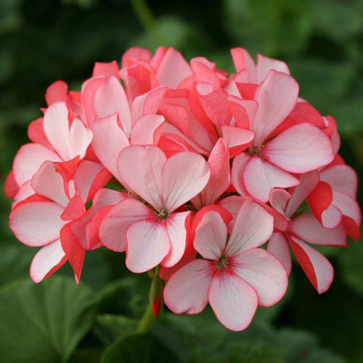 Picture of 10Pcs Rare Geranium Seeds Appleblossom Rosebud Pelargonium Perennial Flower Seeds