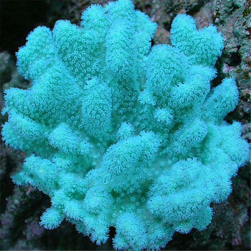 Picture of Egrow 1000 PCS Aquarium Plant Seeds Fish Tank Moss Fern Aquatic Seeds Landscape Decoration Grass