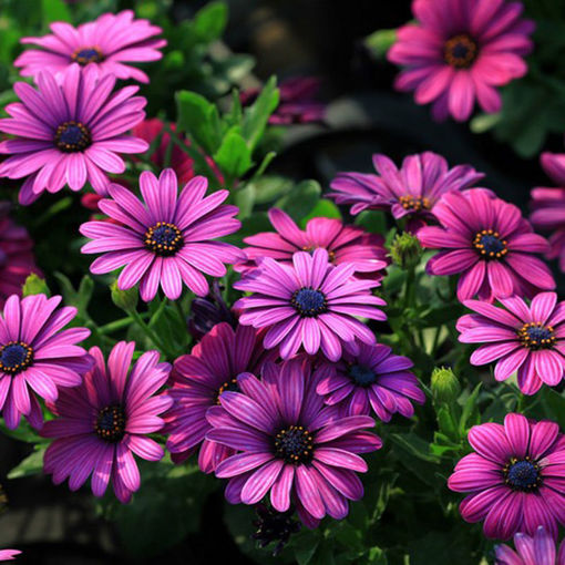 Immagine di 30Pcs African Blue Eyed Daisy Seeds Osteospermum Seeds Mix Color Flower